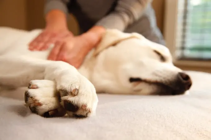 Canine Myofunctional Therapy