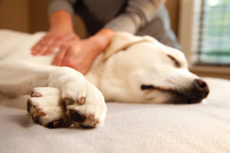 Gentle hands supporting a resting dog in Lake Cathie