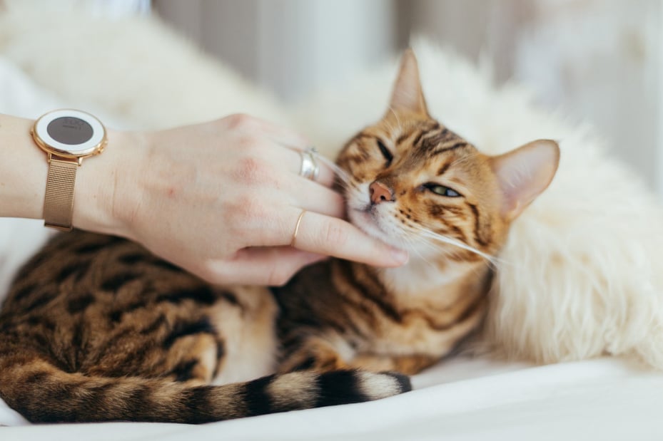 Hand performing bodywork on Bengal cat - certified feline massage training