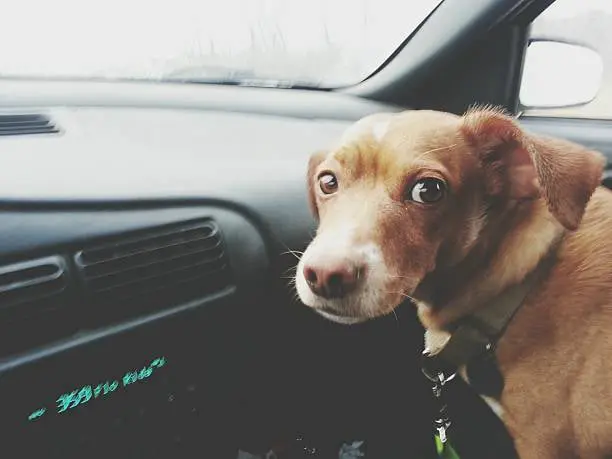 Emotional Reset Therapy for dogs