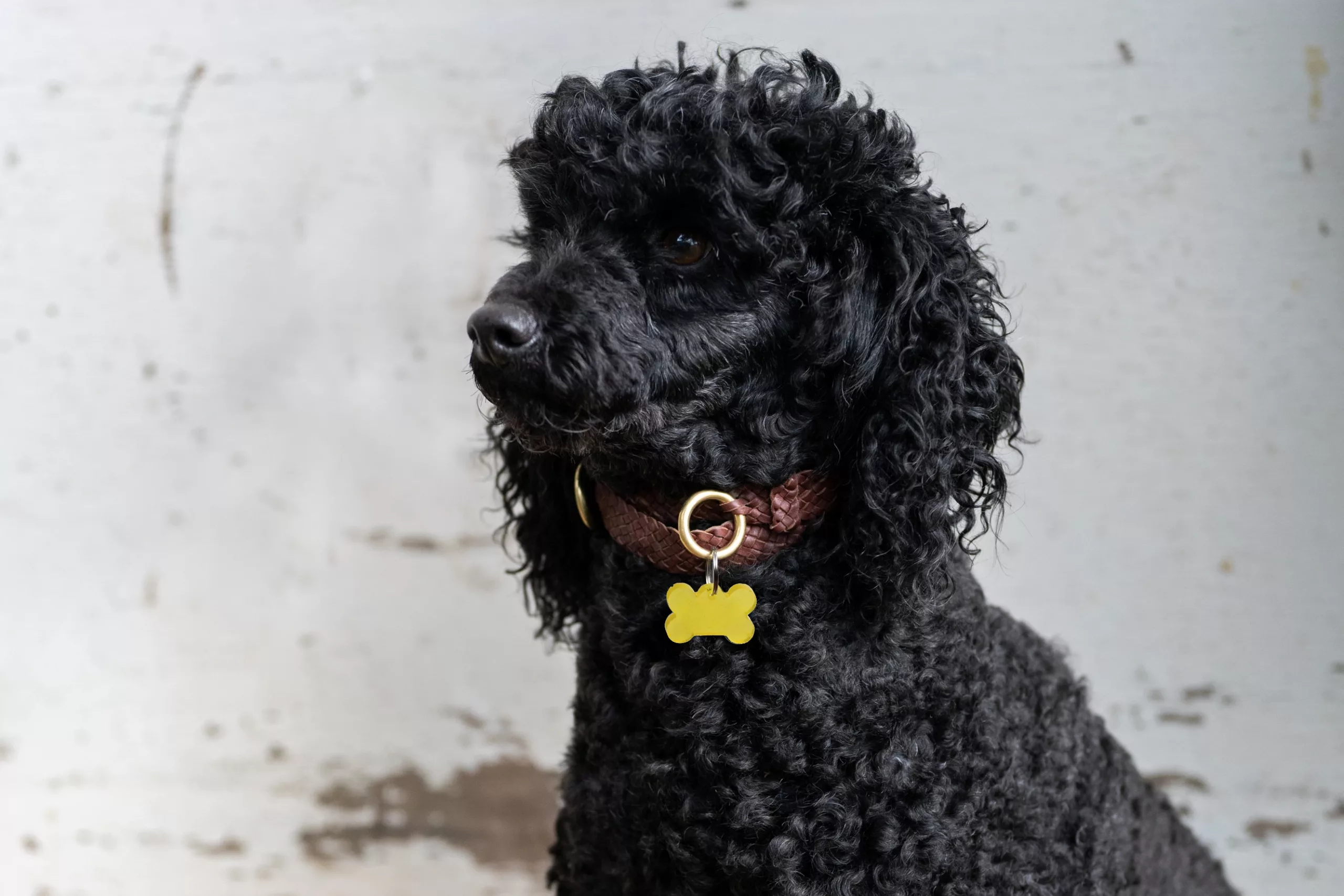Dog with a pet emf harmonising pendant