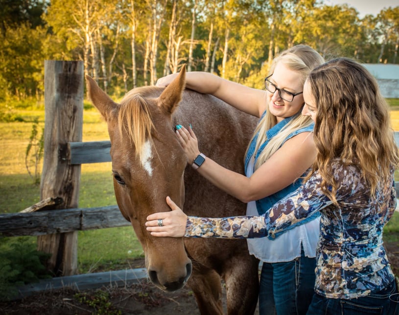 Horse holistic therapy treatment - professional equine certification courses