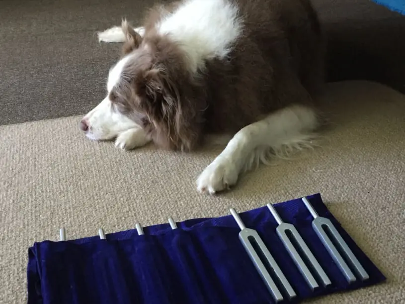 Sound Therapy (Tuning Forks) for dogs