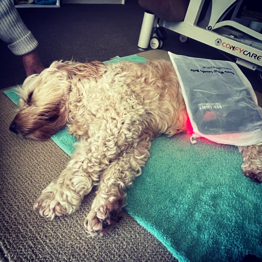 Infrared therapy pad supporting relaxation and tissue recovery during animal sessions in Lake Cathie