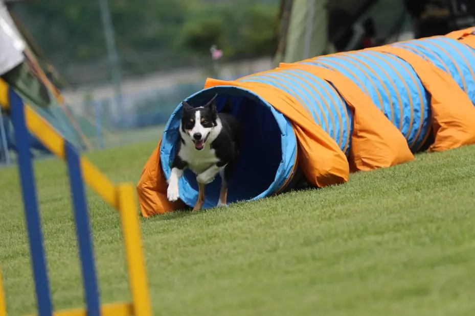 Therapy for sporty dogs