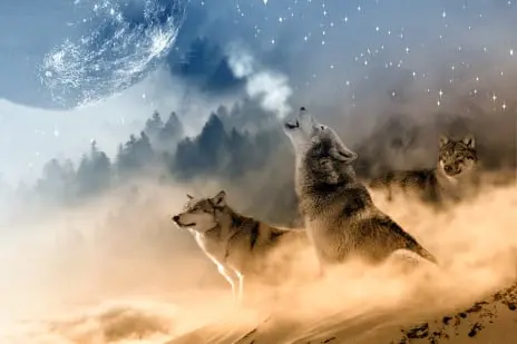 Animal Communication Readings