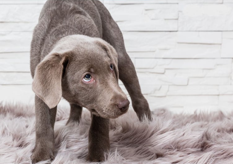 Dog showing subtle body language and emotional cues